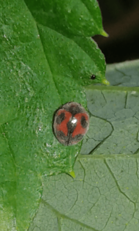 Rodolia cardinalis (Coccinellidae)? S.